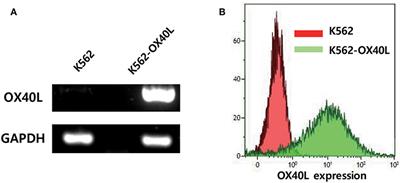 Expansion of Human NK Cells Using K562 Cells Expressing OX40 Ligand and Short Exposure to IL-21